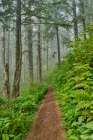 USA- Oregon. Lookout State Park trail with fog amongst Sitka spruce forest Art Print